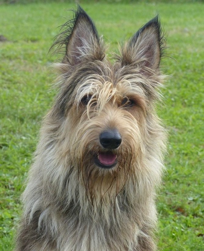 petitloup